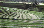 bali rice terrace