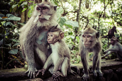 alas kedaton monkey forest tabanan bali indonesia