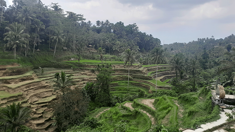 bali rice terrace