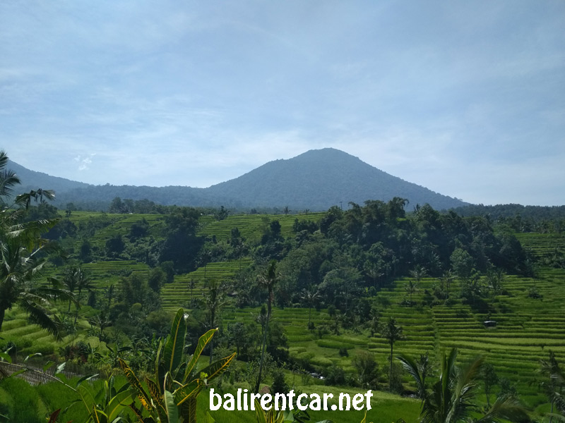bangli rice paddy bali view