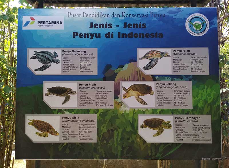 serangan bali turtle conservation