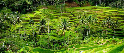tegalalang rice terace ubud bali indonesia